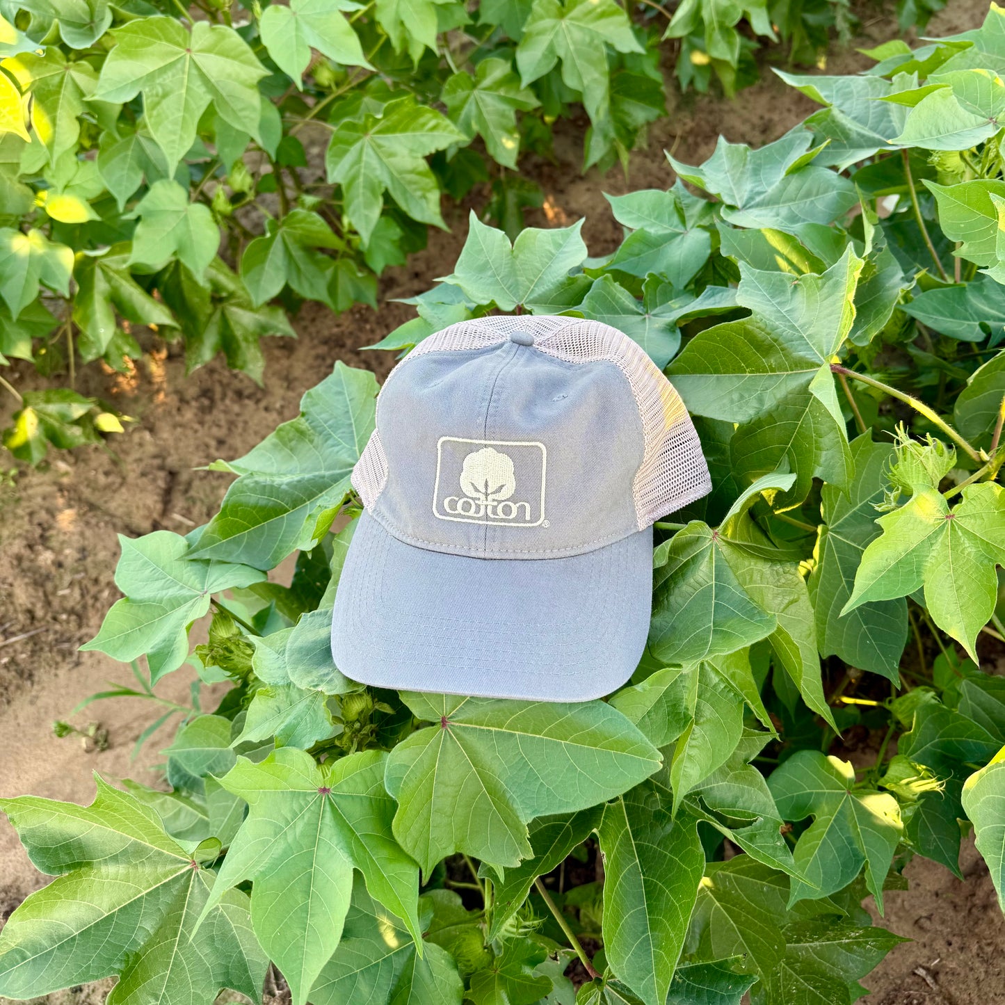 Seal of Cotton Mesh Back Hat