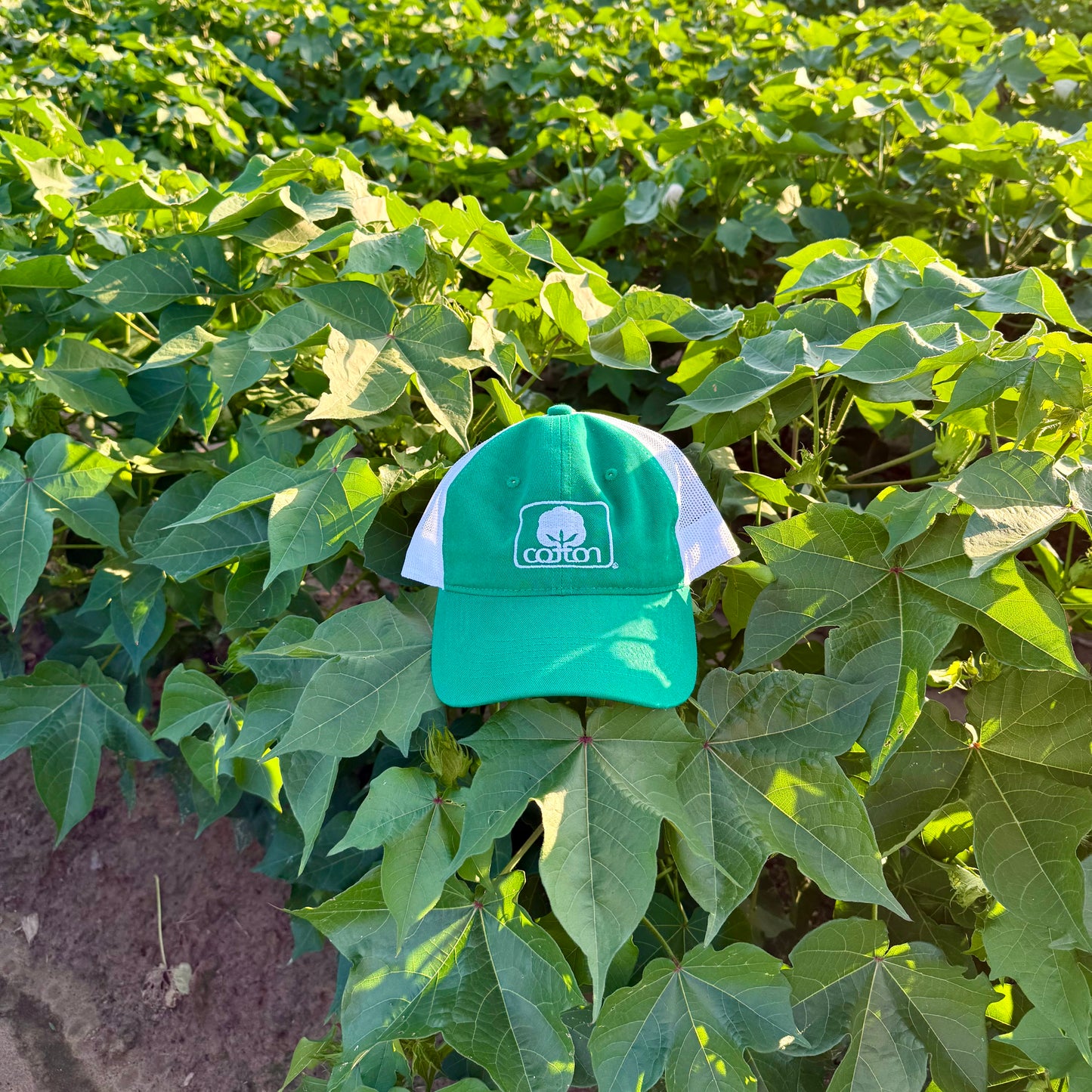 Seal of Cotton Mesh Back Hat