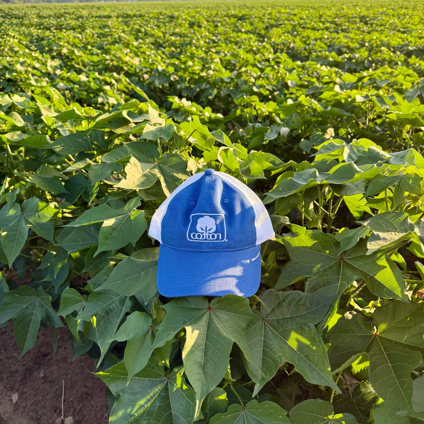 Seal of Cotton Mesh Back Hat