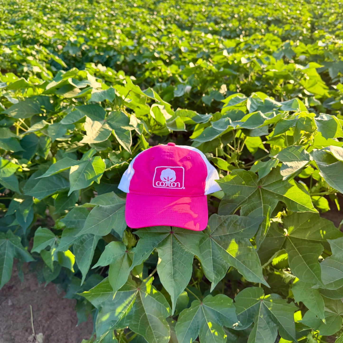 Seal of Cotton Mesh Back Hat