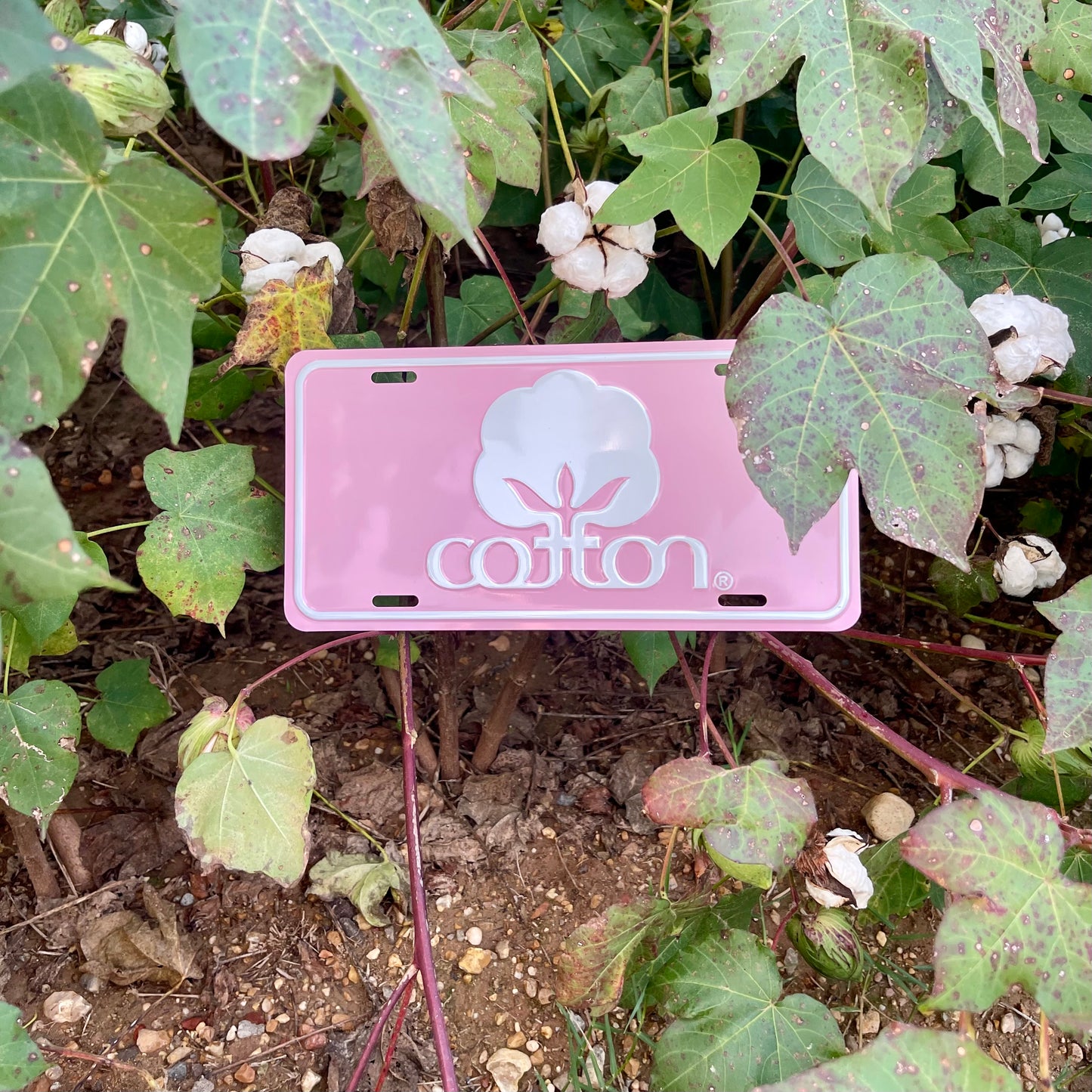 Seal of Cotton License Plate - Pink