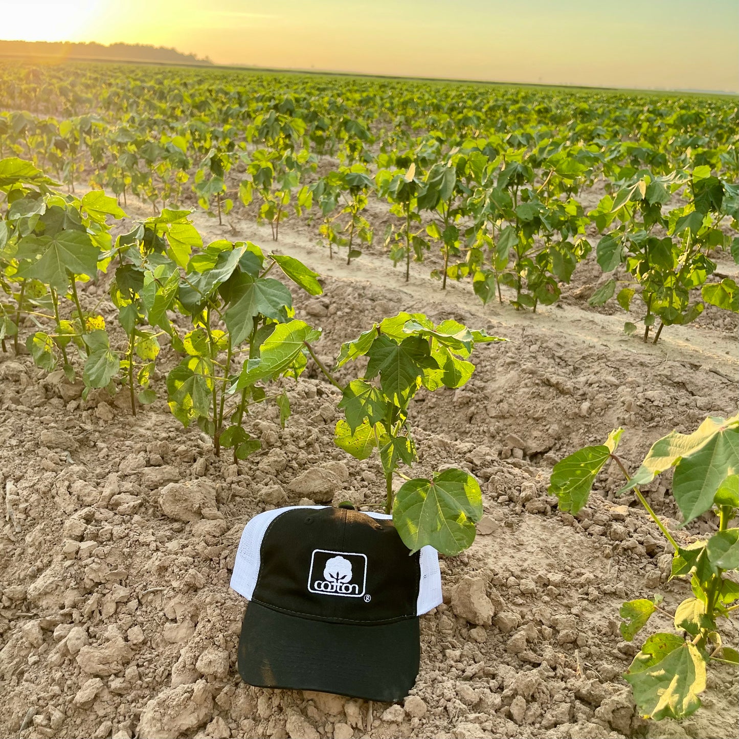 Black and white mesh back hat with adjustable fit and embroidered Seal of Cotton logo