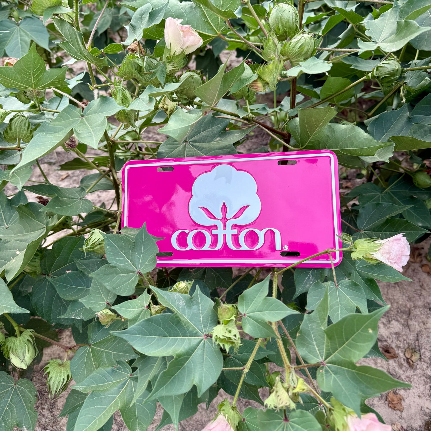 Seal of Cotton License Plate