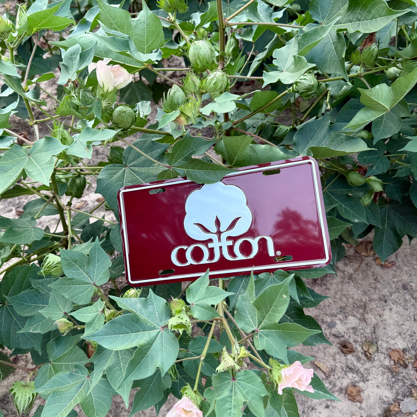 Seal of Cotton License Plate