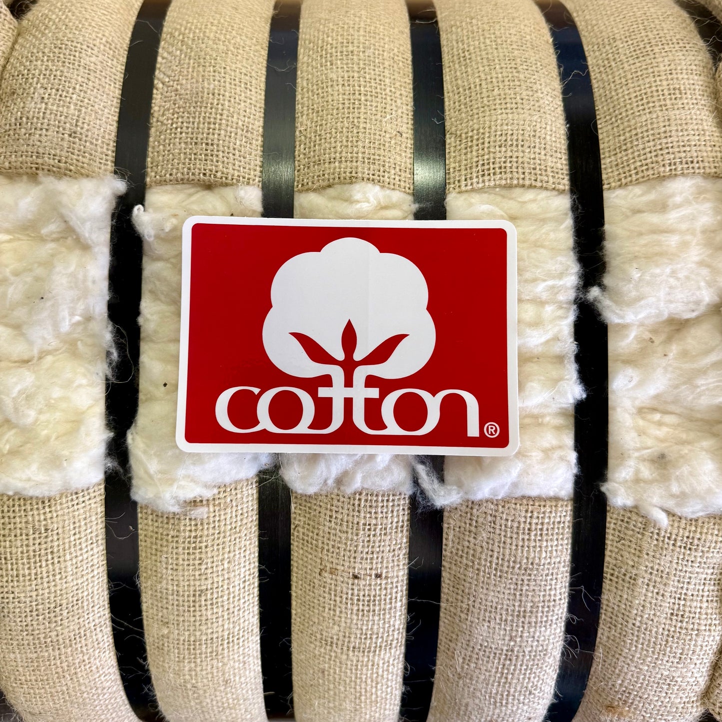 Seal of Cotton Bumper Sticker
