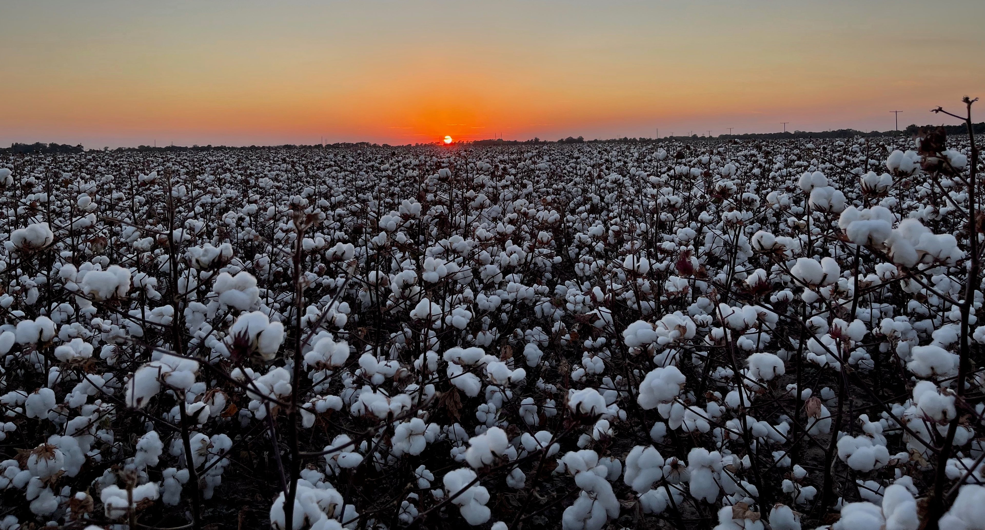 Cotton Ready to Harvest - Sunset