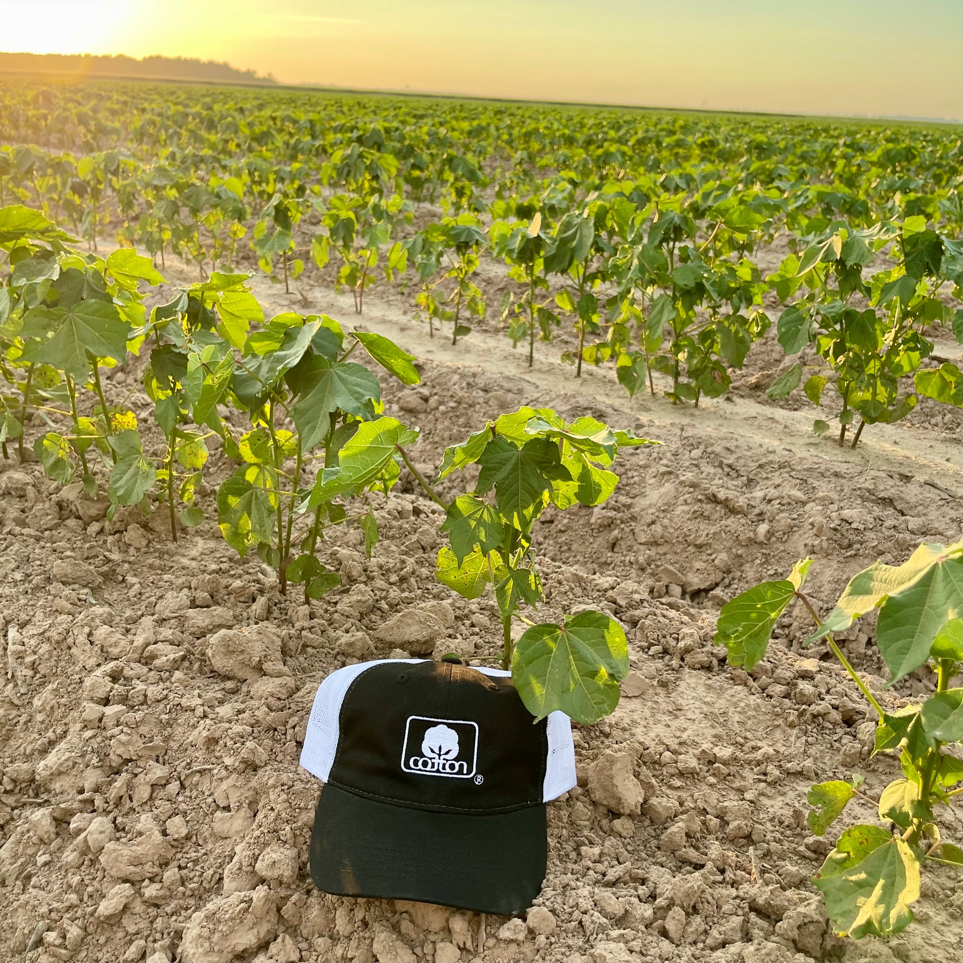 Black and white mesh back hat with adjustable fit and embroidered Seal of Cotton logo
